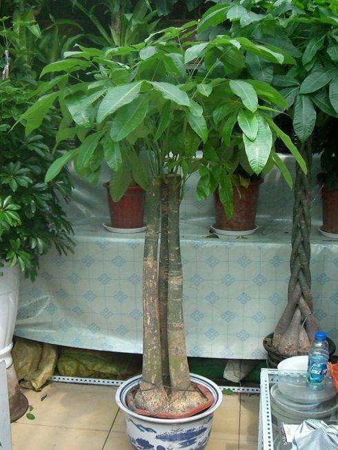 养花一定要养的3种植物,家庭养花应该注意哪些事项