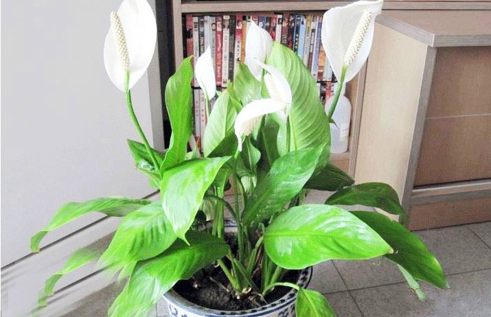 家中养花风水有哪些讲究,家里养花风水好的有哪些