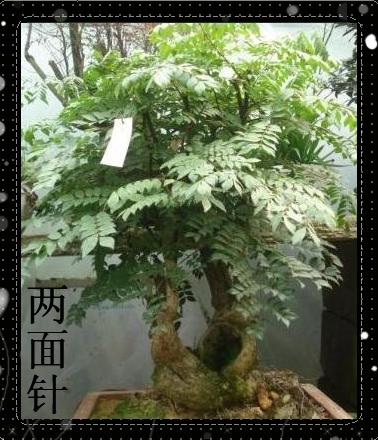 两面针怎么移栽比较容易存活,两面针移栽时间