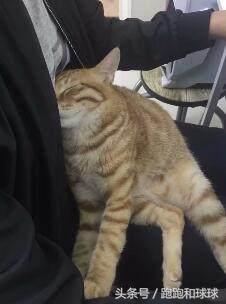 铲屎官必看养猫人最怕的3件事 (橘猫被铲屎官坑惨啦)