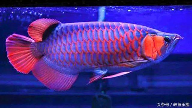 超级红的红龙,红彤彤顶级红龙鱼
