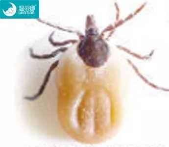 蜱虫咬人高发期,如何预防蜱虫伤人