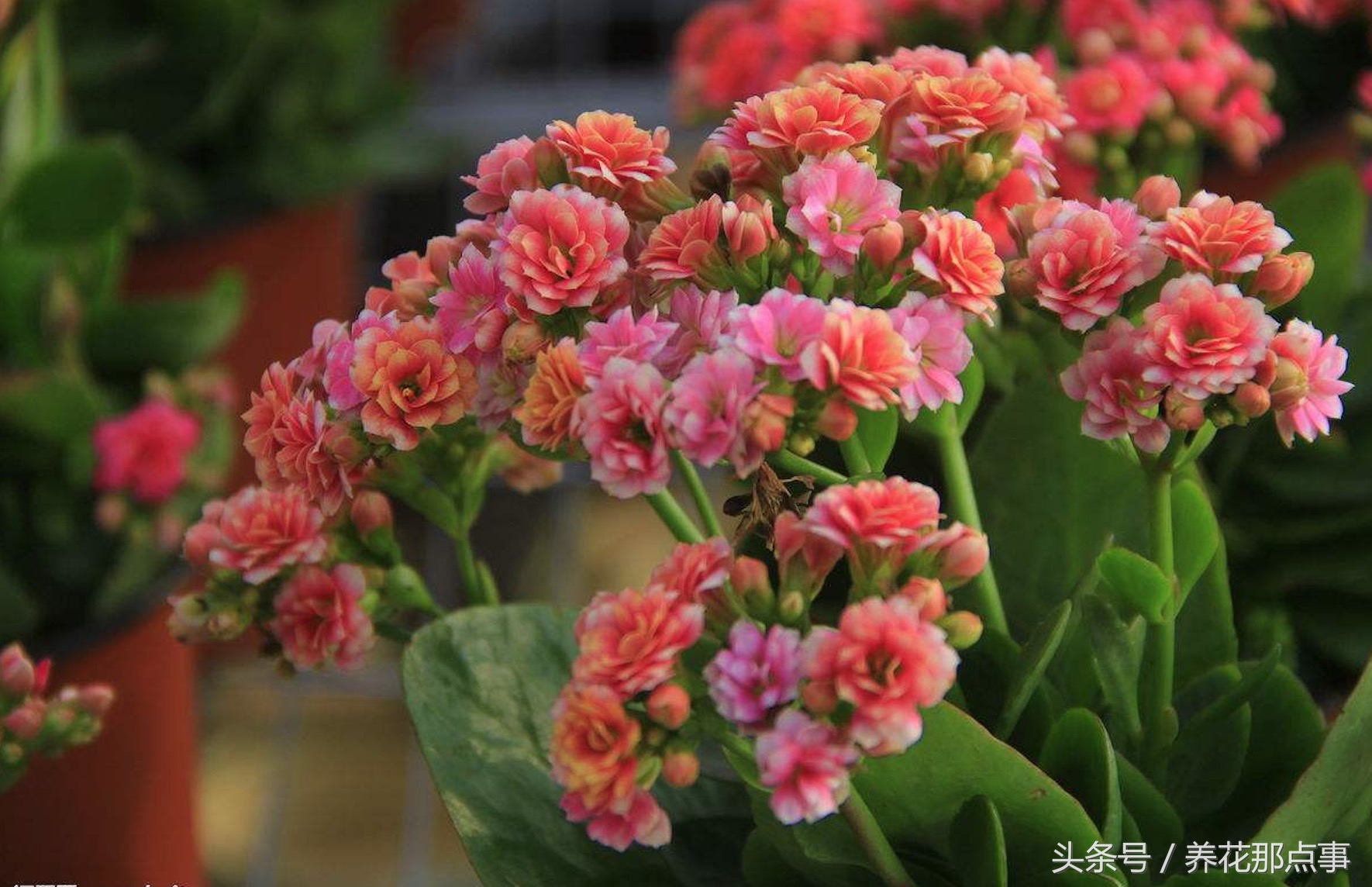 夏天室内花可以拿出去淋雨吗,夏天不能淋雨的十种花