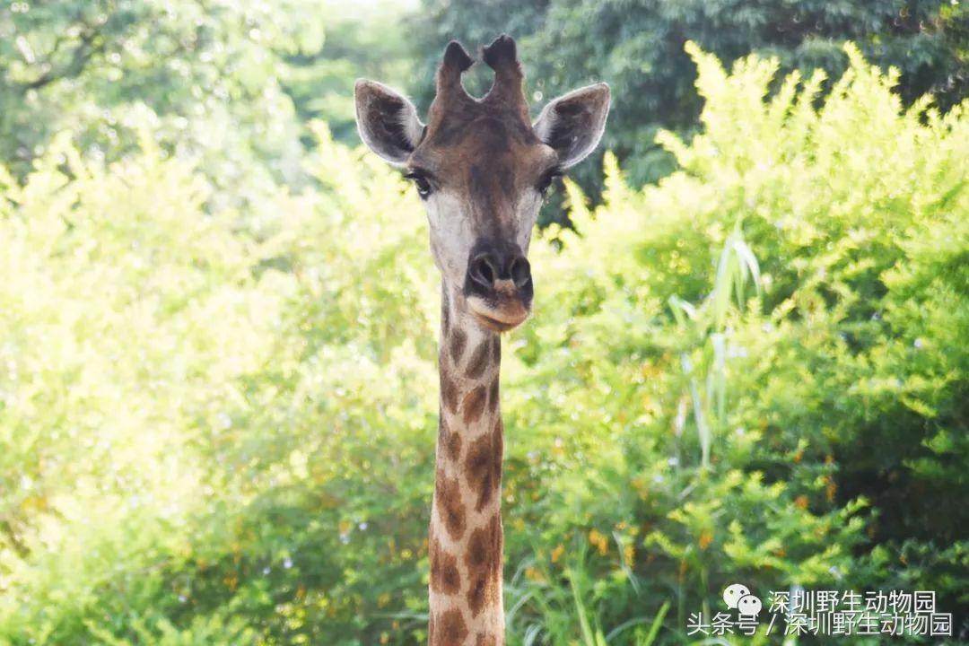 足球球员动物化,足球界马儿