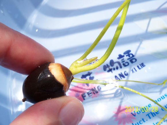 海碗养碗莲,四季开花碗莲生长全过程