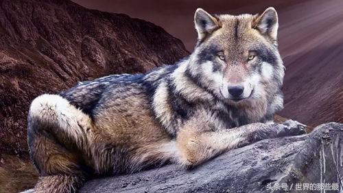 纯种比特犬能打过狼吗,比特犬对战野狼