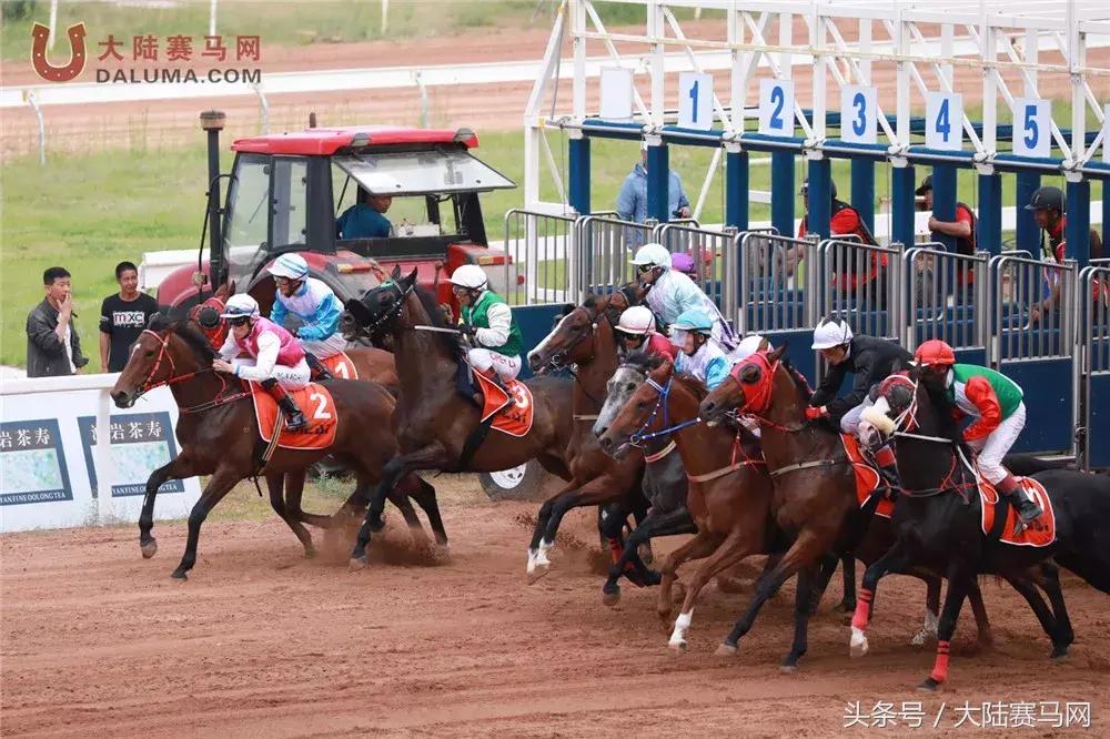 马术比赛纯血马,2018蒙古赛马传统耐力赛视频