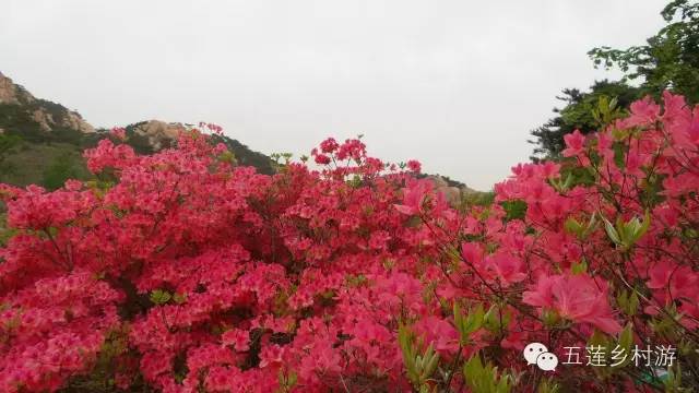 听说，这8类人最适合来五莲！是你吗？