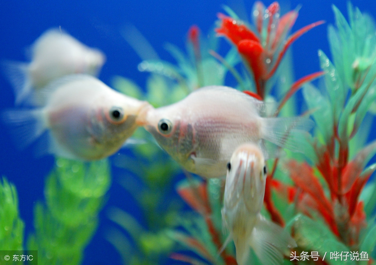 怎样防宠物鱼缺氧,夏季如何预防观赏鱼缺氧