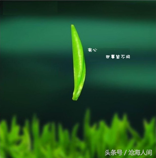 听华仔的歌粤语怎么说,听华仔的歌曲文案