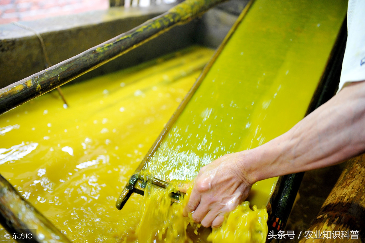 手艺农村·黄黄的浆水，流淌的黄金