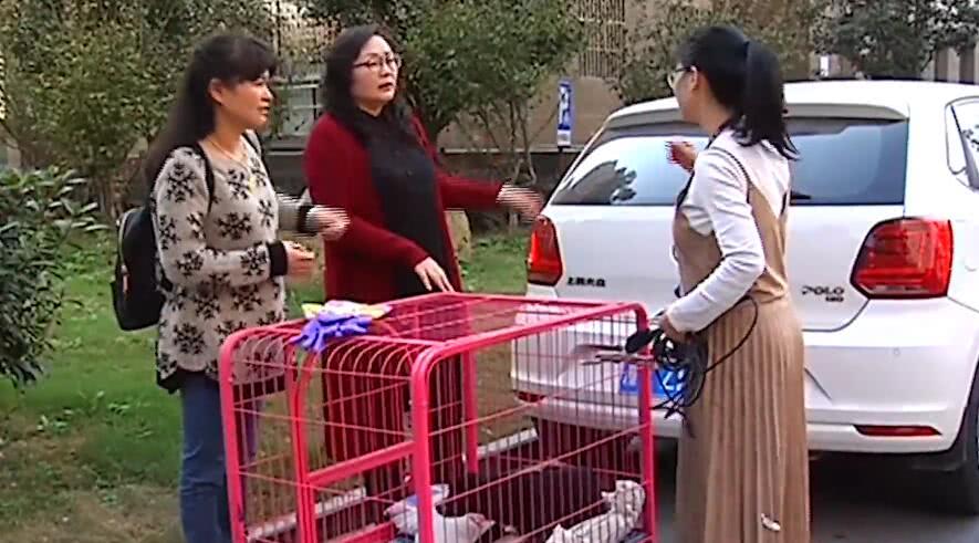 母狗将幼崽藏在下水管里,母狗总是把狗仔藏起来