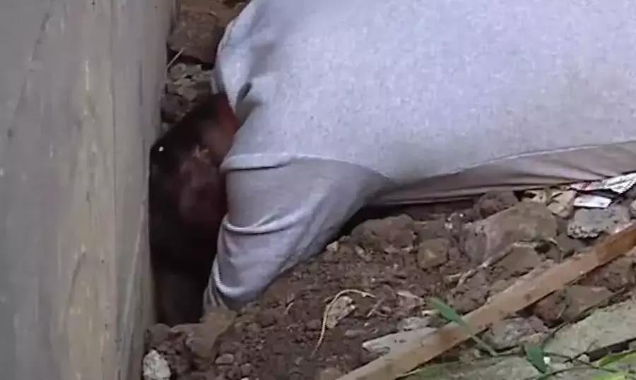 母狗将幼崽藏在下水管里,母狗总是把狗仔藏起来