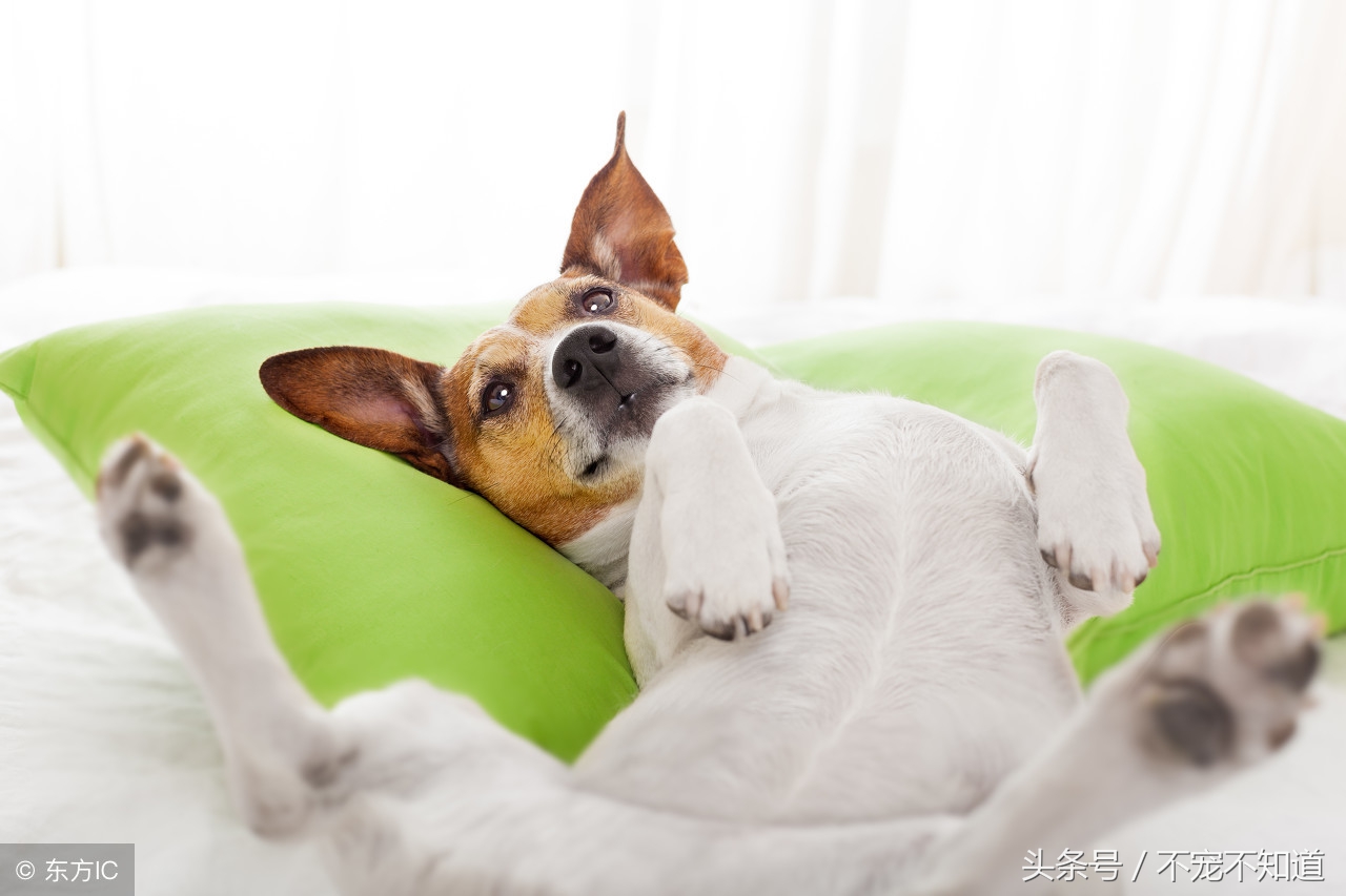 狗狗脚掌开裂怎么办,狗狗的肉垫开裂怎么办