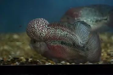 闆岄泟楸肩殑姝ｇ‘閰嶅鏂规硶,绉嶉奔濡備綍閰嶅