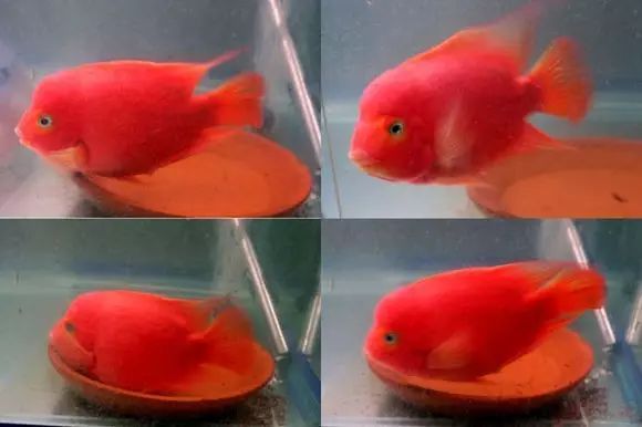 闆岄泟楸肩殑姝ｇ‘閰嶅鏂规硶,绉嶉奔濡備綍閰嶅