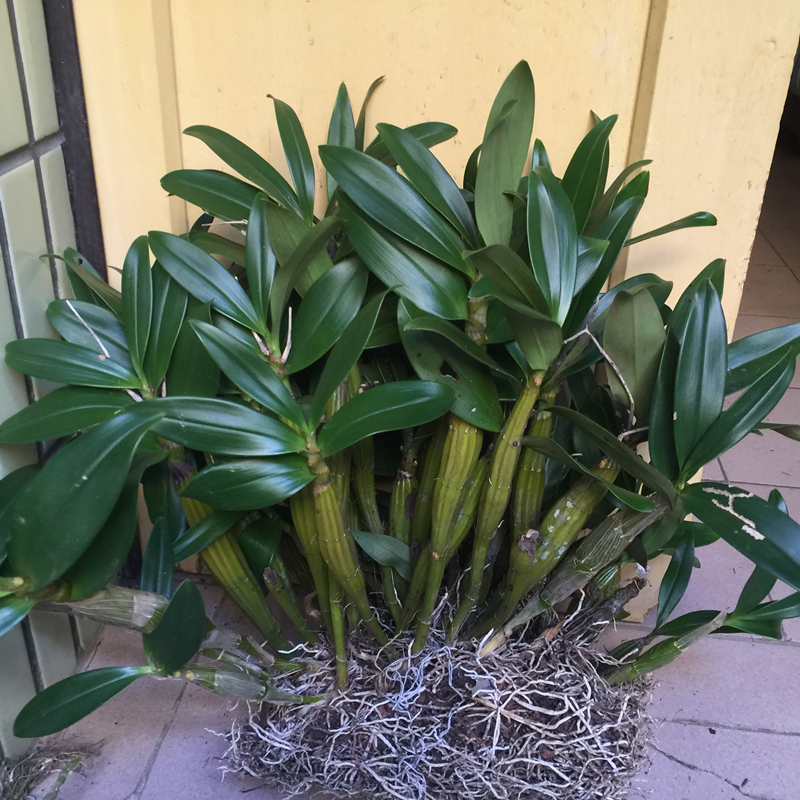 鼓槌石斛怎么种植,鼓槌石斛的习性