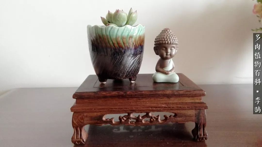 10种养不死的多肉新手的首选,露养多肉的100种方法