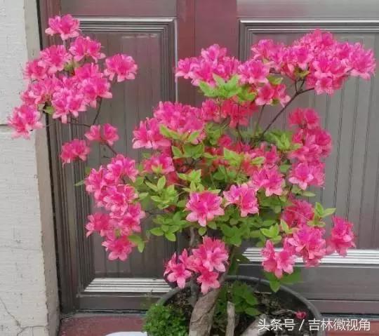 比绿萝吸甲醛更好的植物,最吸甲醛的绿植绿萝