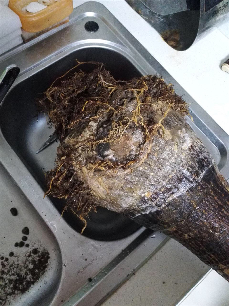 发财树起死回生视频,快死掉的发财树如何弄活