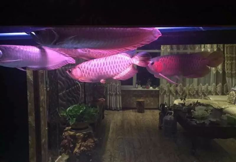 凤鱼能和龙鱼混养吗,龙鱼和乌龟混养风水