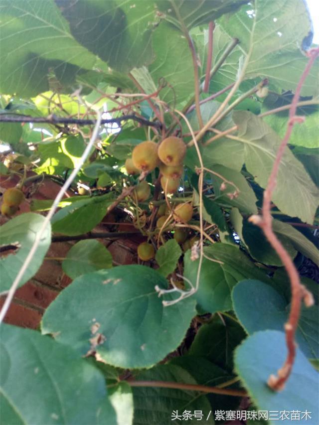 梨木台风景区顺缘农家院,天津蓟县梨木台顺鑫缘农家院