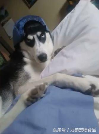 遛狗不牵绳那就别遛狗,铲屎官遛狗牵绳