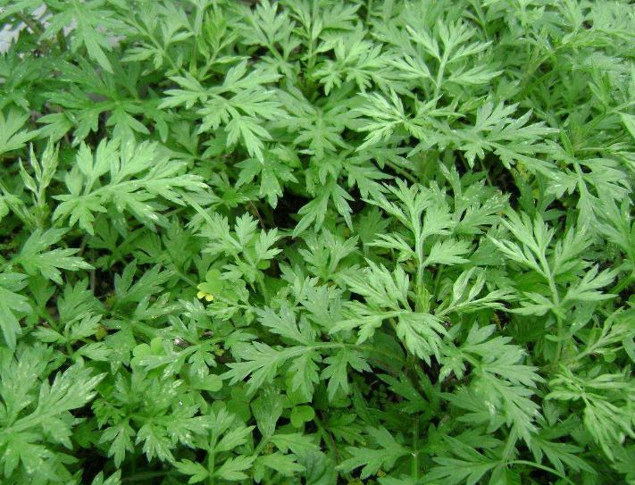 宝宝起痱子了怎么快速消除,小儿长痱子的最快治疗方法