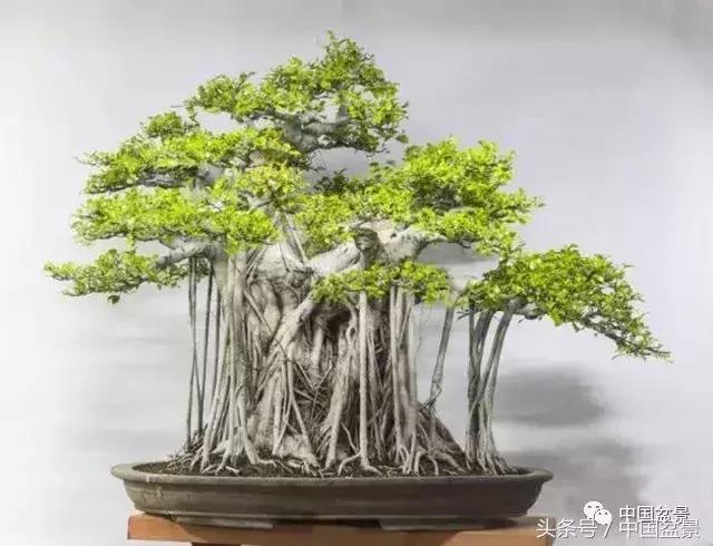 榕树盆景欣赏,欣赏盆景的感受句子