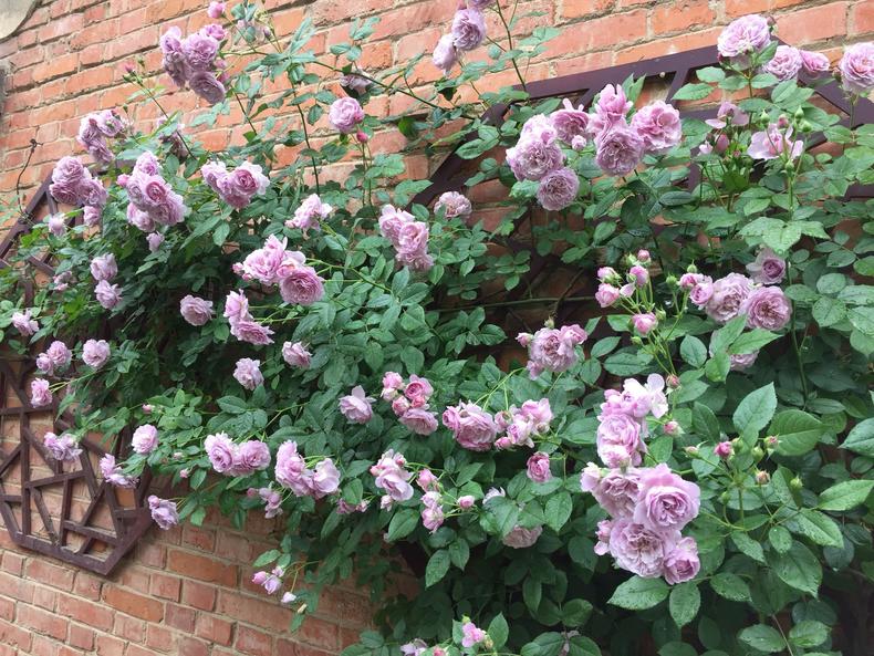 月季花蕾垂头怎么治,月季新芽萎蔫脱叶黑杆怎么养护