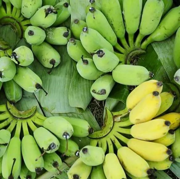 鍖楁捣绔ラ瀷,鍖楁捣甯傜殑绔ラ瀷