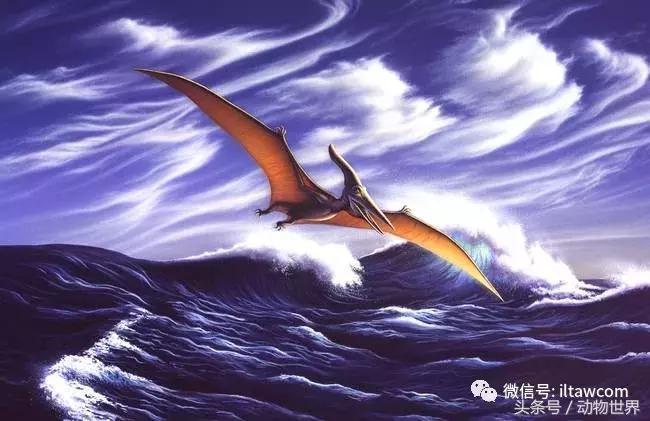 方舟无齿翼龙驯服教程,无齿翼龙有翅膀吗