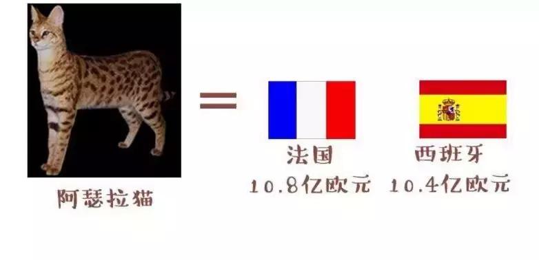 世界杯球队和猫咪的身价对比，关于中国队的象征，那可是无价之宝