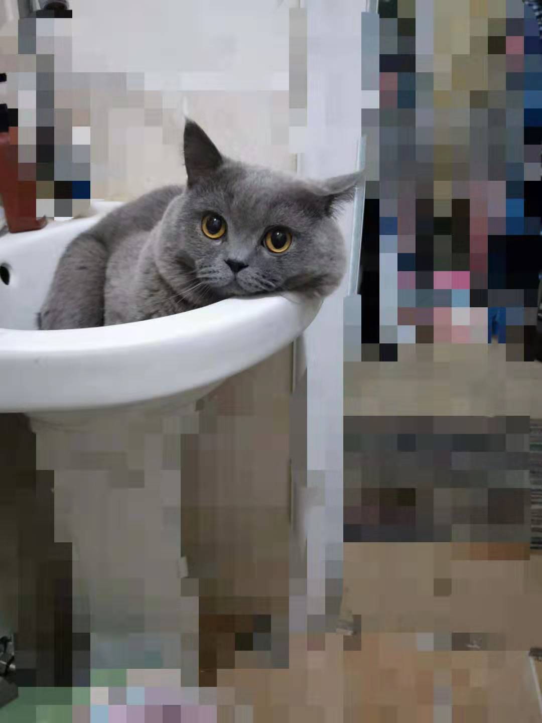 猫鼻支好玩吗,猫鼻支好了还有传染性吗