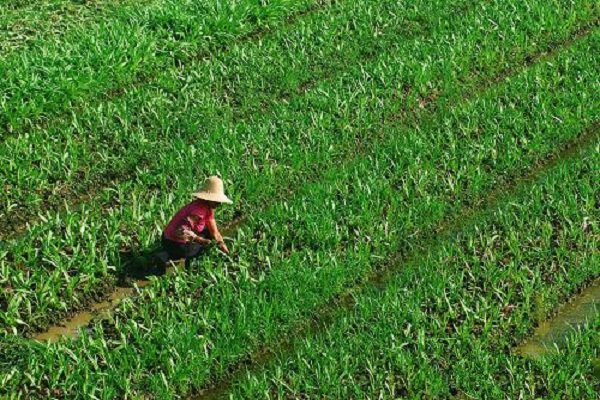 夏季打药多少度合适,打农药多少度最适合打药