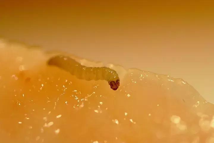 桃子里红色的小虫子是什么,桃子里的白色小虫是什么虫子