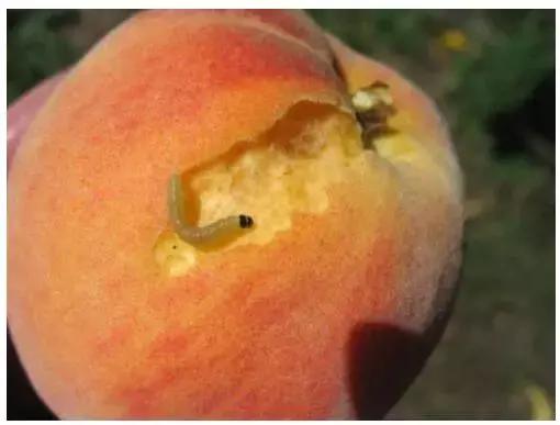 桃子里红色的小虫子是什么,桃子里的白色小虫是什么虫子