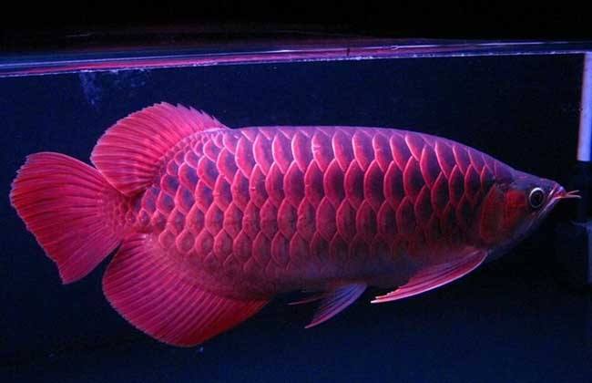 鱼缸种植水草用沙子还是水草泥好,鱼缸中种植水草需要多少温度