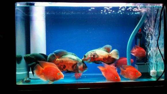 蓝鲨可以跟鹦鹉混养吗,鹦鹉和地图混养喂食技巧