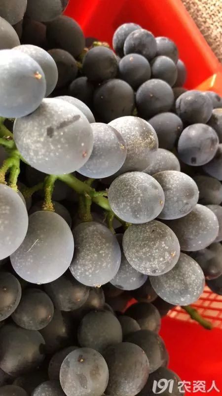 发了霉的葡萄是什么意思,葡萄上长白霉是什么原因