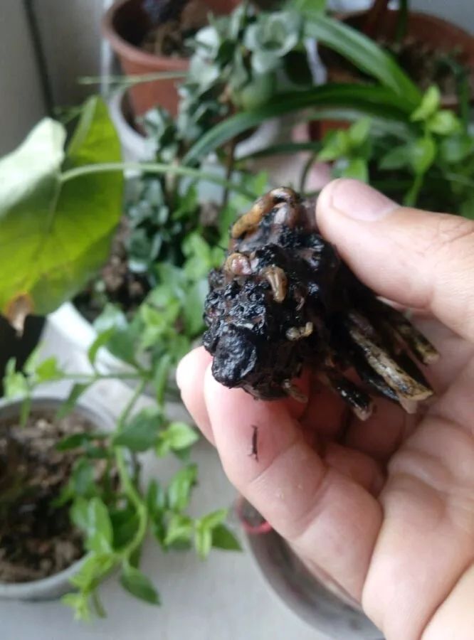 放水里能长期存活的花,适合懒人在水里养的花