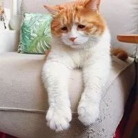 出远门再也不用担心“毛孩子”啦！在常州机场，宠物们也能坐飞机了~