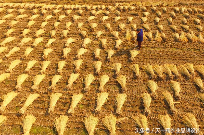 中国第一米原产地原阳大米,中国好大米品牌