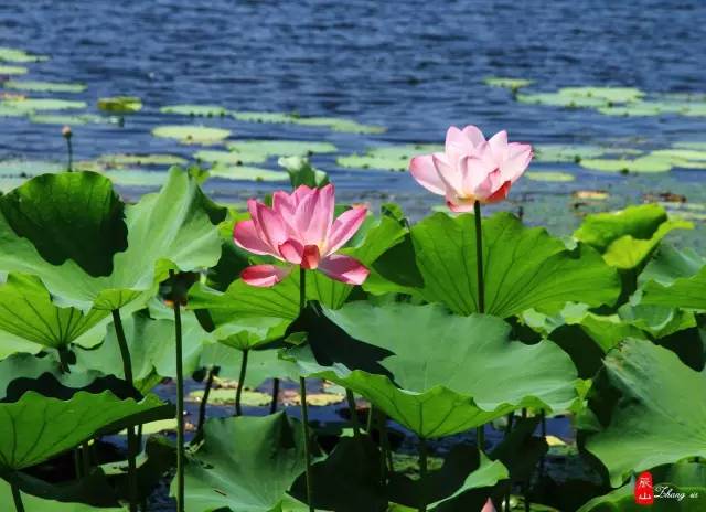 上海有哪些公园可以赏花,上海现在有哪些公园可观赏到荷花