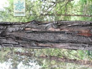 香椿种子壳的功效与作用,香椿籽香椿芽