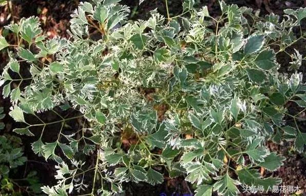 福禄桐南洋森简介,福禄桐树风水