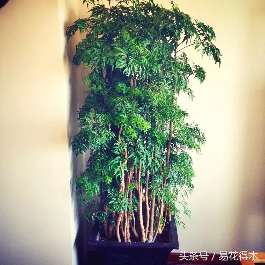 福禄桐绿植花卉,福禄桐防烂根