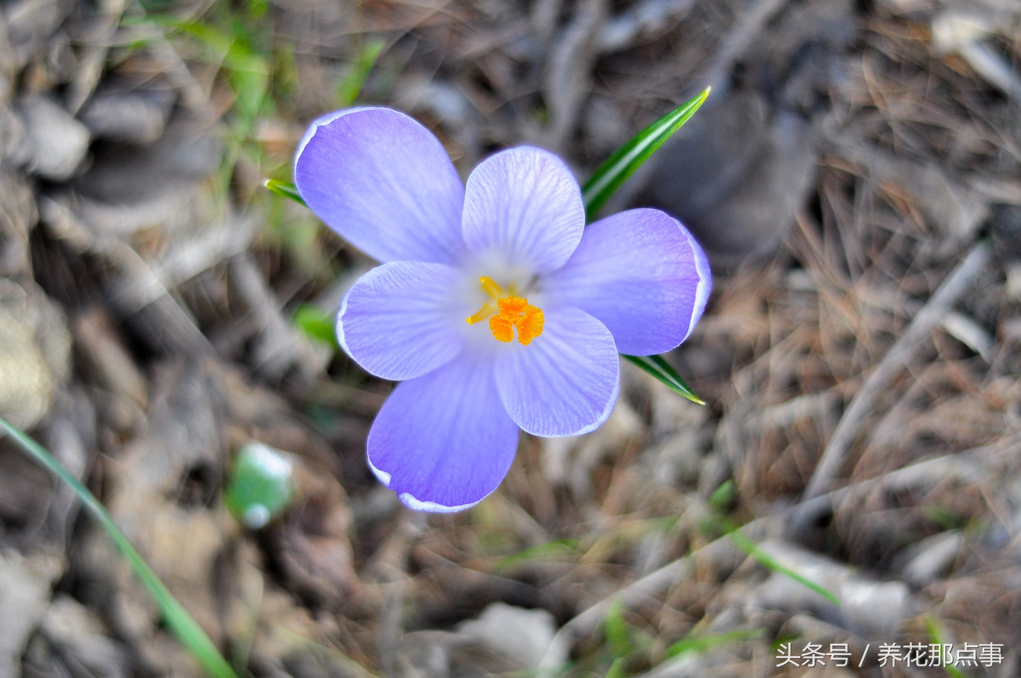 什么是真正的藏红花,藏红花普通和顶级的区别