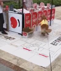 狗狗吃东西中毒症状,狗狗吃东西中毒要多久