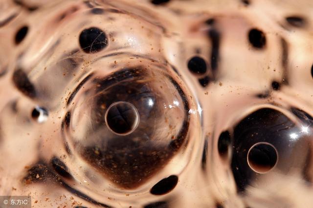 取完卵后喝脉动可以排腹水吗,取完卵以后盆腔积液是腹水吗